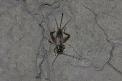 Gryllus personatus