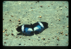 Hypolimnas monteironis