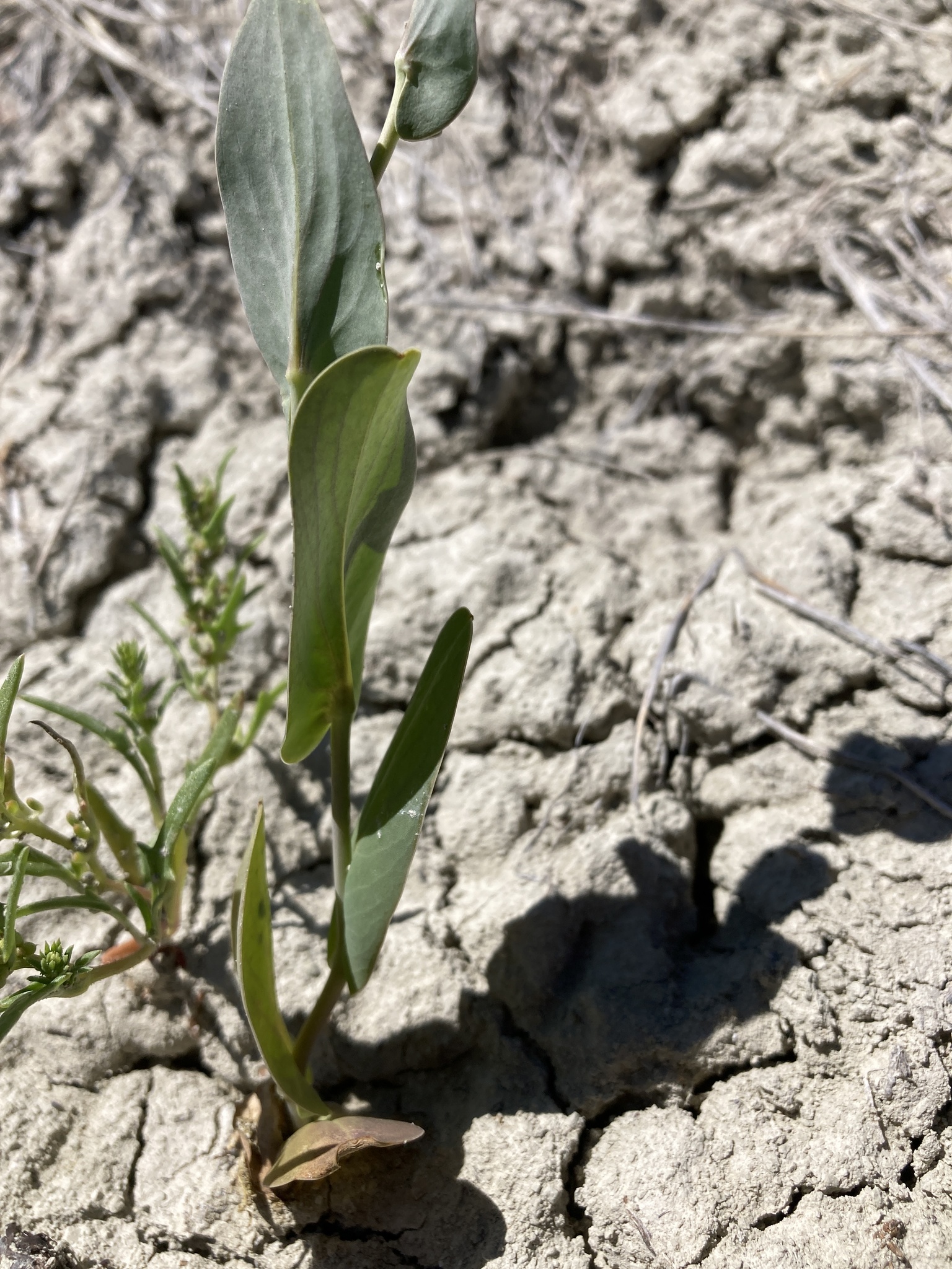 hare's ear mustard, orient-ackerkohl