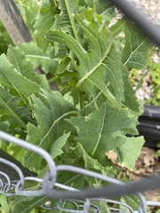 Lactuca serriola