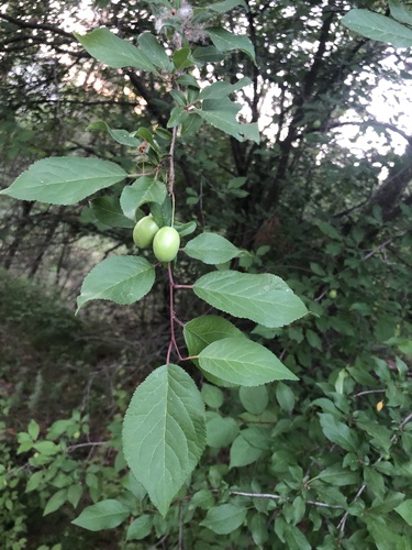 Prunus cerasifera