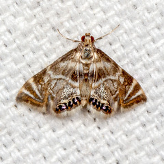 Petrophila canadensis