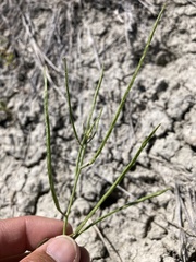 Conringia orientalis