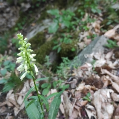 Digitalis micrantha