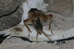 Gryllus personatus