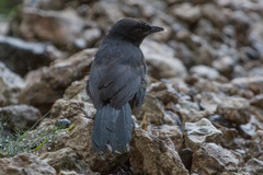 Laniarius funebris