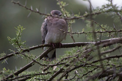 Streptopelia decipiens