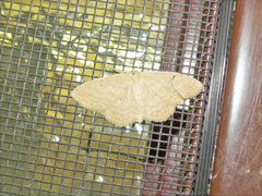 Scopula inductata