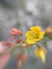 Hoffmannseggia humilis