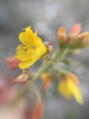 Hoffmannseggia humilis