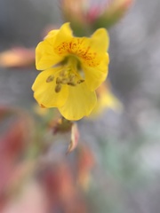 Hoffmannseggia humilis