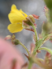 Hoffmannseggia humilis
