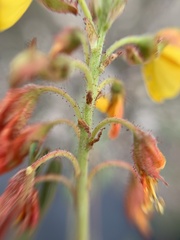 Hoffmannseggia humilis