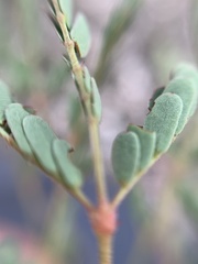 Hoffmannseggia humilis