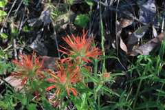 Castilleja pruinosa
