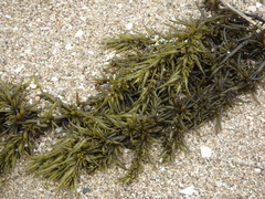 Sargassum fusiforme
