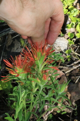 Castilleja pruinosa