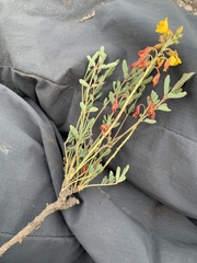 Hoffmannseggia humilis