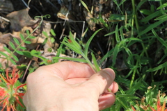 Castilleja pruinosa