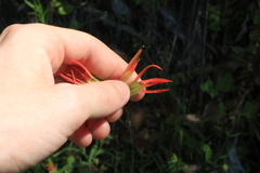 Castilleja pruinosa