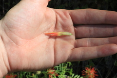 Castilleja pruinosa