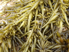 Sargassum fusiforme