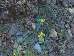 Isatis pinnatiloba