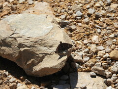 Erynnis tristis tatius
