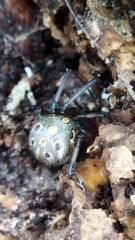 Latrodectus geometricus