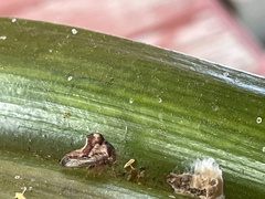 Telamona ampelopsidis
