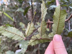 Cupaniopsis serrata