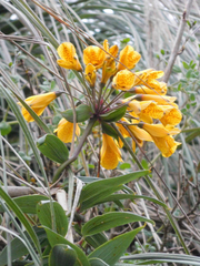 Bomarea lutea