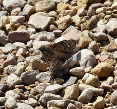 Erynnis tristis tatius