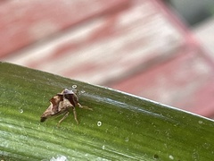 Telamona ampelopsidis