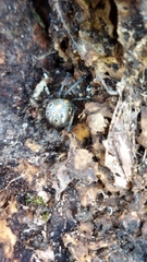 Latrodectus geometricus