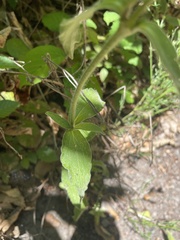 Digitalis micrantha