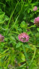 Trifolium pratense