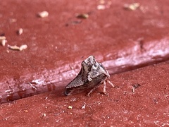 Telamona ampelopsidis