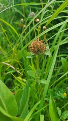 Trifolium pratense