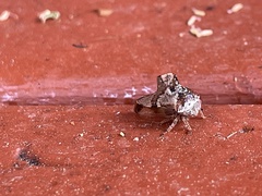 Telamona ampelopsidis