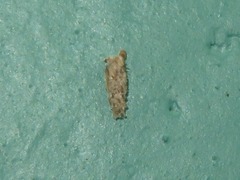 Dahlica triquetrella