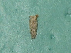 Dahlica triquetrella