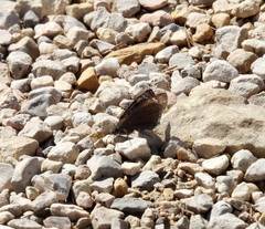 Erynnis tristis tatius