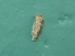 Dahlica triquetrella