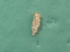 Dahlica triquetrella