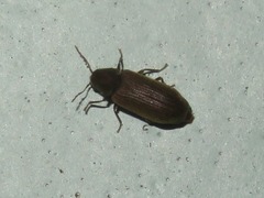 Anobium punctatum