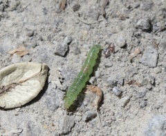 Zomaria interruptolineana