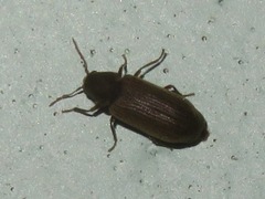 Anobium punctatum