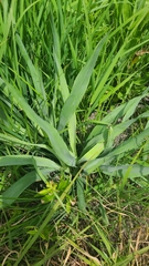Eryngium yuccifolium