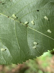 Caryomyia recurvata
